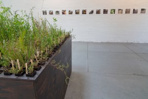 Heather Hesterman, Fieldwork,Ovens and Merri, Red Gallery