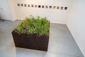 Heather Hesterman, Fieldwork, Ovens and Merri, LOSS/GAIN, Red Gallery