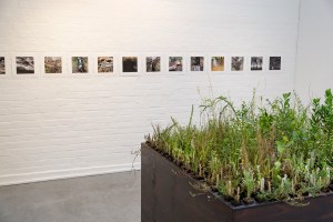 Heather Hesterman, Fieldwork, Ovens and Merri, Red Gallery