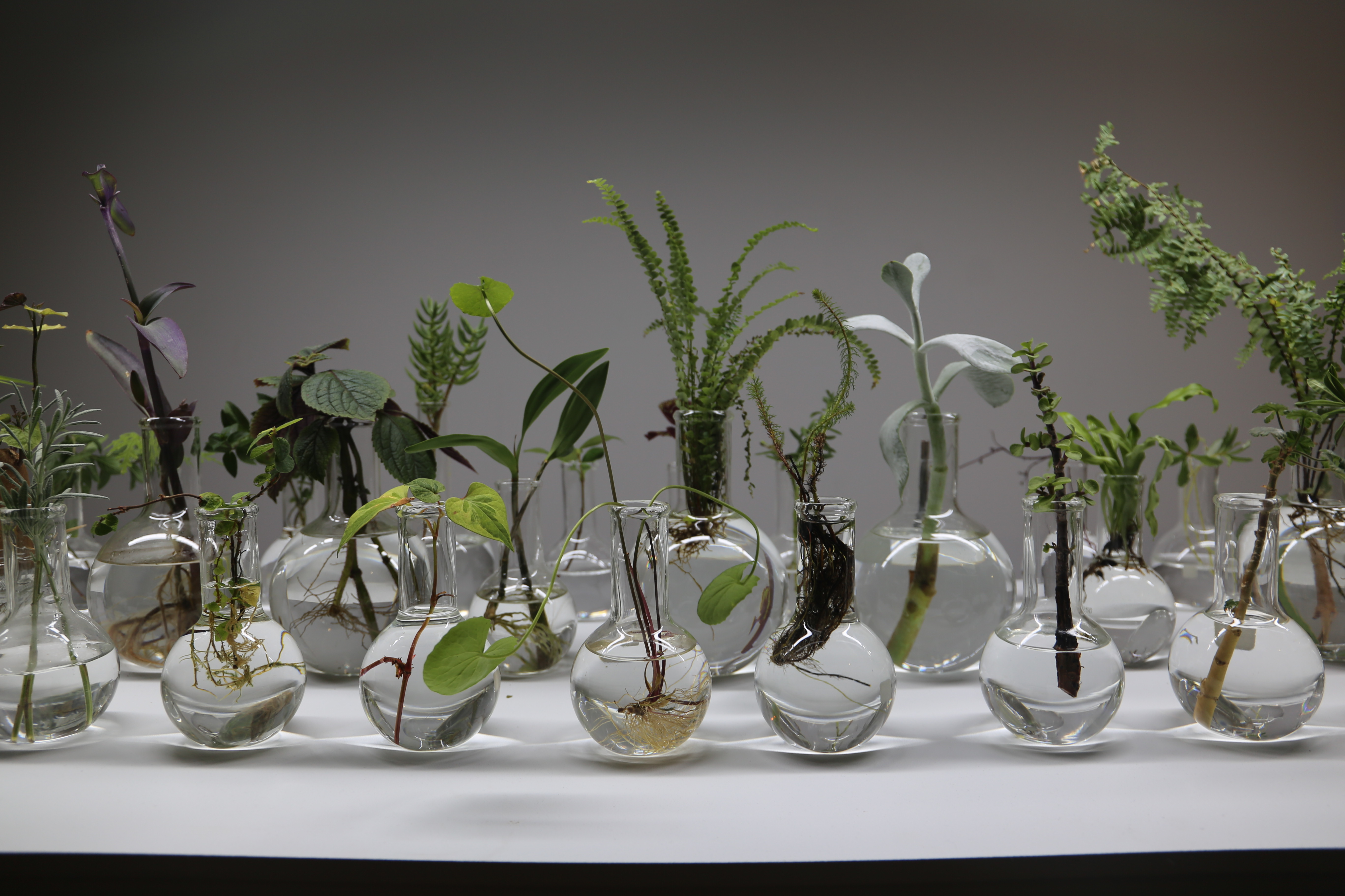 HHesterman_detail_greenlab